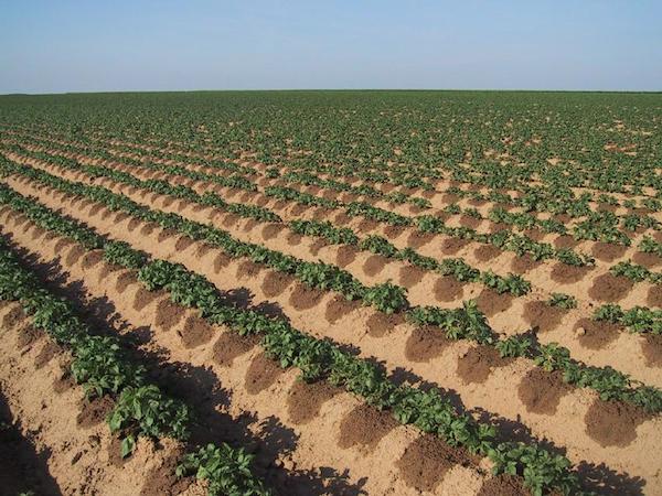micro-irrigation en place en Picardie